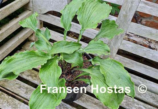 Hosta Misty Marilyn